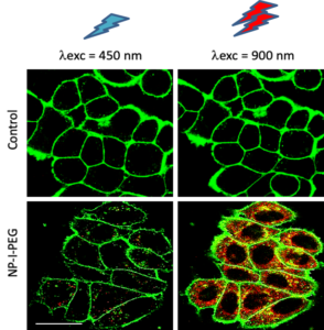 in vitro imaging using silica-coated organic nanoparticles