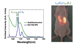 Experience de nanothermométrie in-vivo sur une sourie permettant de detecte une légère élévation de temperature localisée dans le corps.